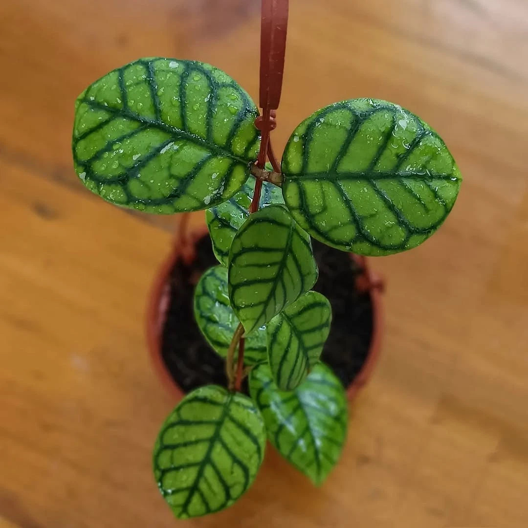 Hoya Callistophylla ‘Chibi’ | Rare Tropical Wax Plant | Indoor Outdoor Hoya | Exotic Houseplant
