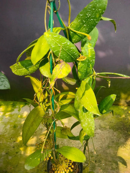 Rare Hoya Amikabilis Live Plant - Elegant Tropical Wax Plant