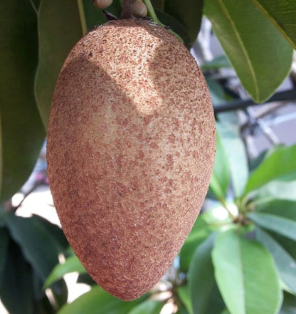 Longjohn Sapodilla (Manilkara zapota) – 35+ Premium Chikoo Seeds