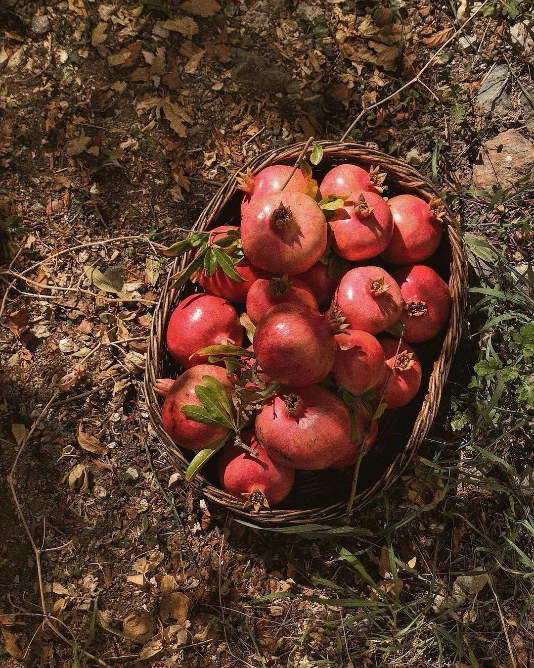 Bulk Ganesh Pomegranate Seeds (Punica granatum 'Ganesh') – 100+ Premium Fresh Rare Exotic Pink-Fleshed Soft-Seeded Pomegranate Seeds for Planting