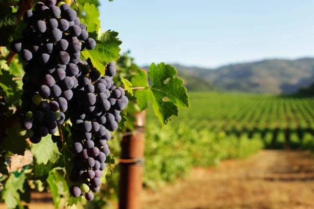 Cabernet Sauvignon Grape Seeds 100+ (Vitis vinifera) – Fresh Heirloom Red Wine Grape & Exotic Vineyard Fruit Plant Seeds for Cultivation