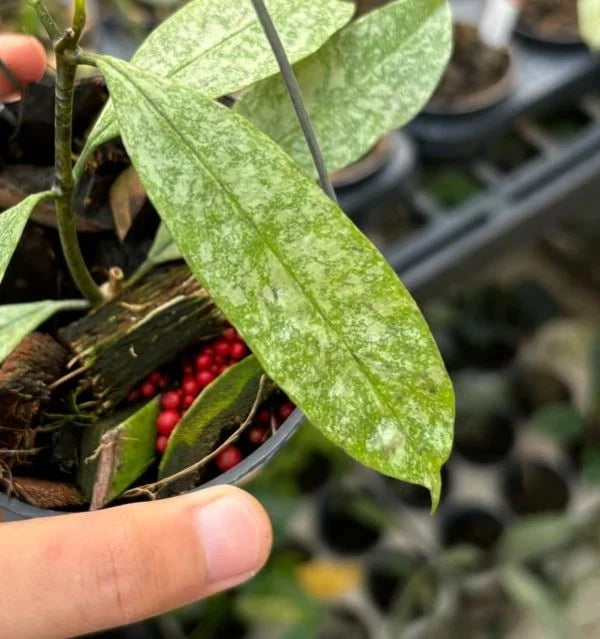 Hoya Multiflora 'Silver' (Wax Plant) – Premium Rare Live Tropical Indoor Houseplant in 4" Pot (Silver-Splash Foliage & Shooting-Star Blooms)