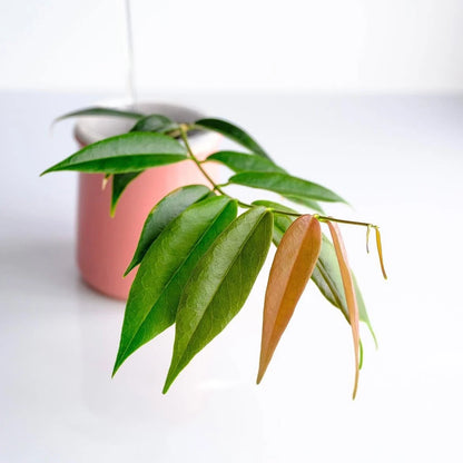 Rare Hoya Paradisea sp. Papua Live Plant - Premium Exotic Tropical Fragrant Wax Plant