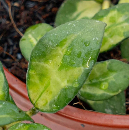 Hoya Lacunosa Golden Flame | Rare Hoya Wax Plant | Tropical Indoor Outdoor Houseplant