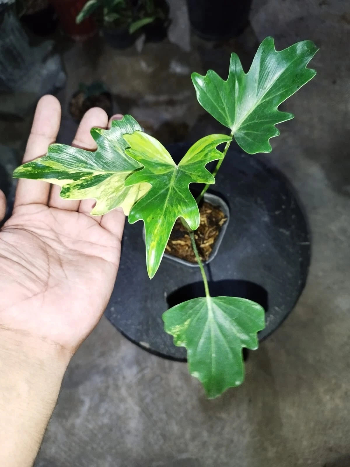 Stunning Philodendron Java Beauty Variegated – Rare Tropical Indoor Plant