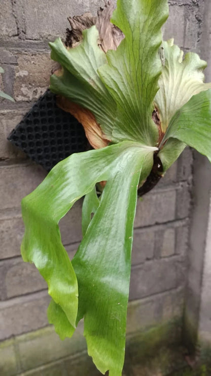 Platycerium wandae – Rare Tropical Staghorn Fern