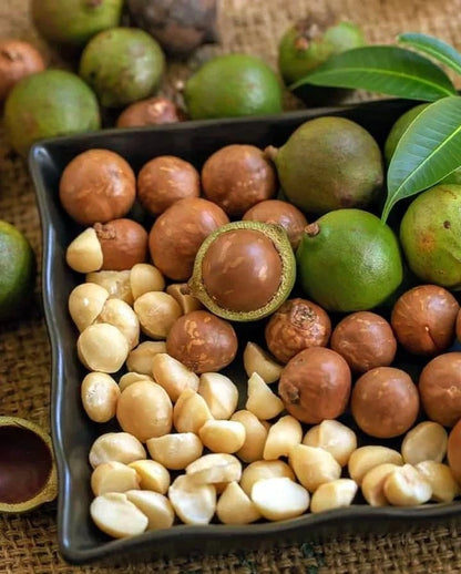 100+ Macadamia Nut Tree Seeds (Macadamia integrifolia) | Rare Tropical Nut Tree | Edible Orchard Plant