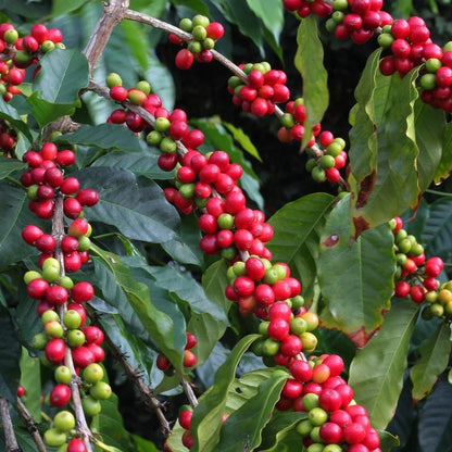 Aramosa Coffee Seeds (Coffea sp.) – 120 Pcs Premium Certified Rare Low-Caffeine Specialty Coffee Seeds for Planting
