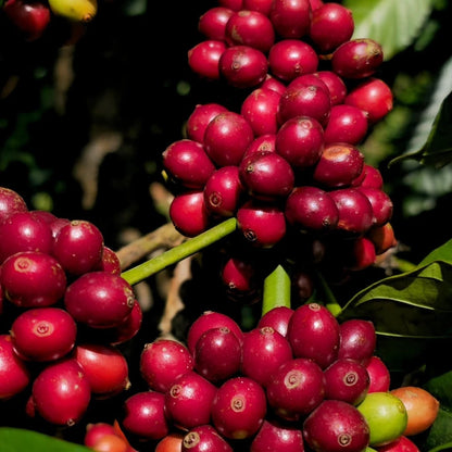 Buon Ma Thuot Coffee Seeds 120 pcs (Coffea sp.) – Premium Certified High-Yield Robusta/Arabica Coffee Bean Plant Seeds for Planting