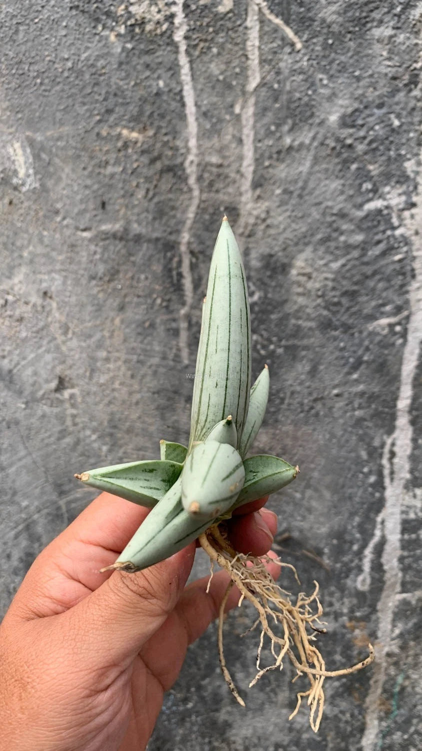 Sansevieria 'White Rhino' – Rare Architectural Snake Plant