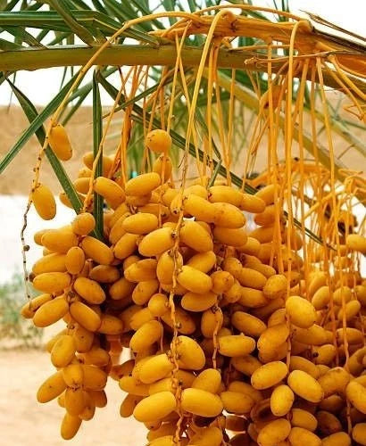 Mabroom Date Palm Seeds (Phoenix dactylifera 'Mabroom') – 35 pcs Premium Fresh Rare Slender Sweet Mabroum Dates Seeds for Planting