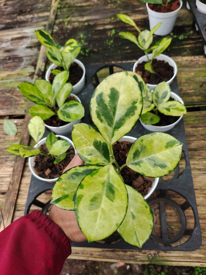 Hoya Australis Peacock Rare Wax Plant | Variegated Tropical Indoor Houseplant | Live Hoya Plant