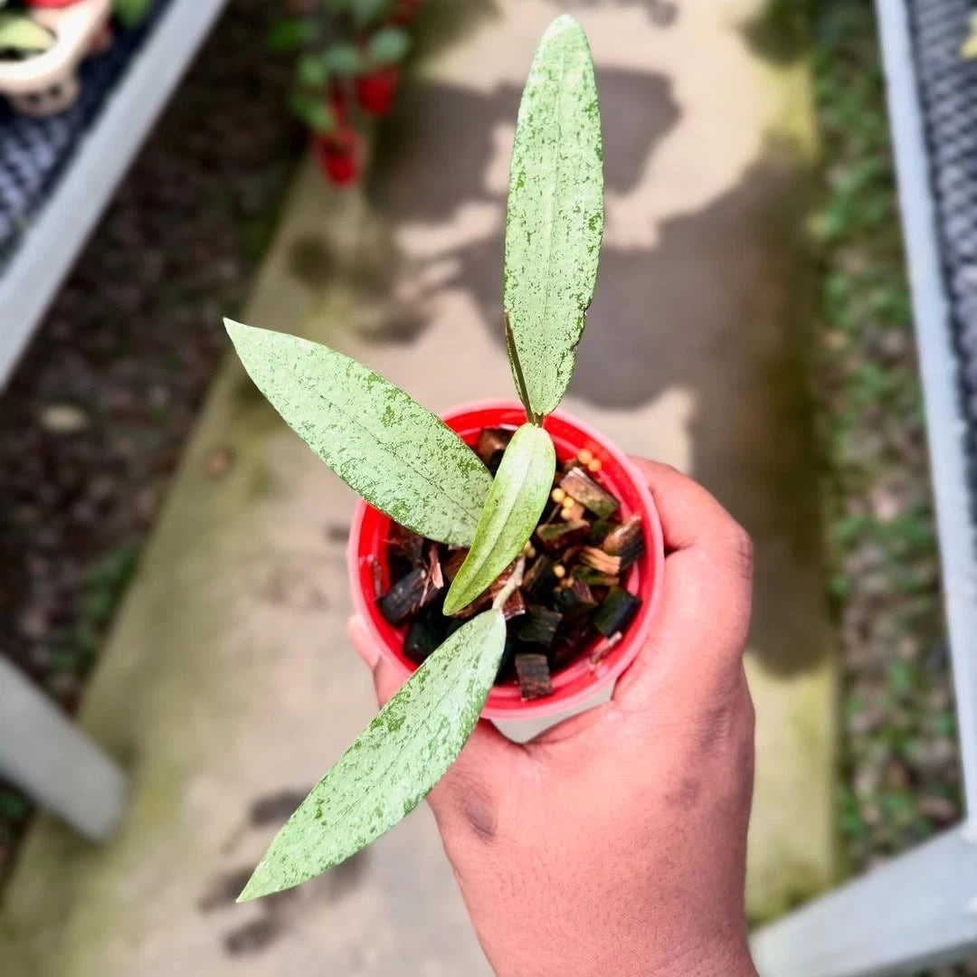 Hoya Rindu Rafflesia Silver Splash Bengkulu (Wax Plant) – Rare Epiphytic Tropical Vine with Heavy Silver Splashes for Indoor & Outdoor Display