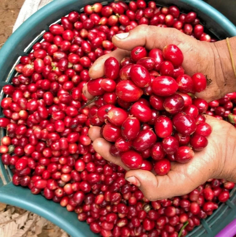 2000+ Premium Coffee Seeds (Coffea sp. Pacamara) – Certified Heirloom Pacamara Coffee Bean Seeds for Planting