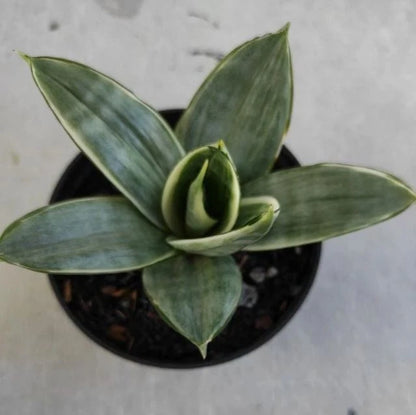 Sansevieria Silver Frost – Rare Tropical Silver Snake Plant Specimen (Sansevieria trifasciata / Dracaena trifasciata)