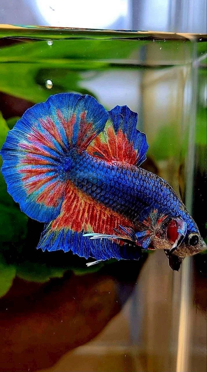 Rare Plakat Blue Vanda Fire - Premium Import Betta Fish From Indonesia