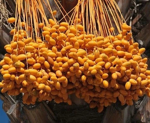 Mabroom Date Palm Seeds (Phoenix dactylifera) – 35+ Premium Fresh Saudi Mabroom Date Palm Seeds for Planting