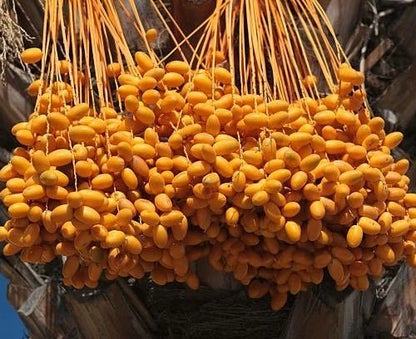 Mabroom Date Palm Seeds (Phoenix dactylifera) – 35+ Premium Fresh Saudi Mabroom Date Palm Seeds for Planting