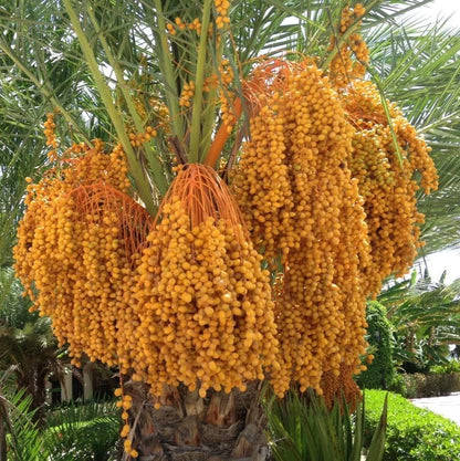 Shishi Date Palm Seeds (Phoenix dactylifera) – 35+ Premium Sweet Arabian Date Seeds