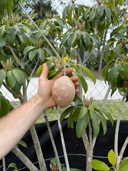 Hasya Sapodilla Seeds (Manilkara zapota) – 35+ Premium Prolific Oblong Sweet Chikoo Seeds