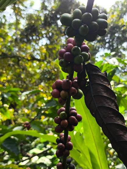 Premium Kent Coffee Seeds (Coffea arabica var. Kent) – Exotic Coffee Bean Seeds for Planting (120+ Pcs)