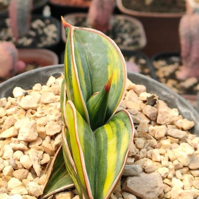 Sansevieria 'Rorida' Variegated – Rare Tropical Succulent Specimen