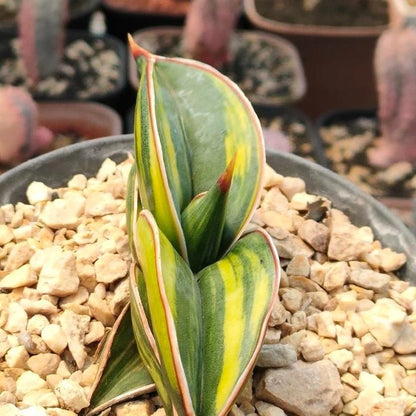 Sansevieria 'Rorida' Variegated – Rare Tropical Succulent Specimen