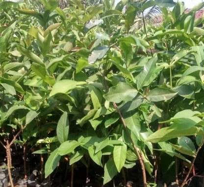 Milk Water Apple Grafted Seedling (Syzygium samarangense) – Premium Sweet White Wax Jambu (Free Phytosanitary Certificate)