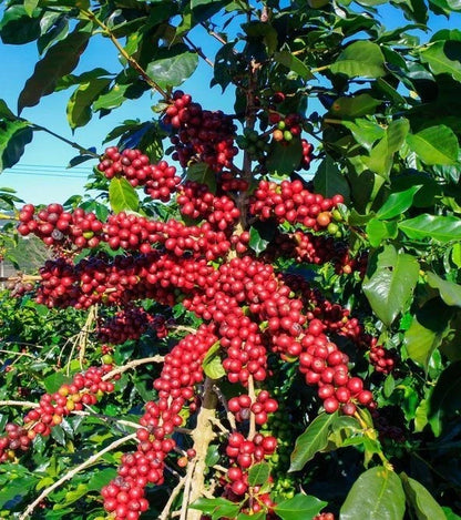 120+ Red Ateng Arabica Coffee Seeds (Coffea arabica) – Early Fruiting Premium Certified Crop Seeds for Planting