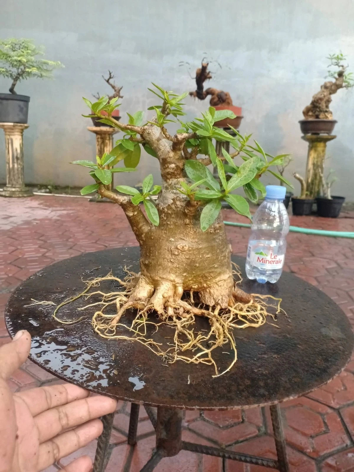 Adenium 'Thai Soco' - Miniature Character Bonsai Specimen