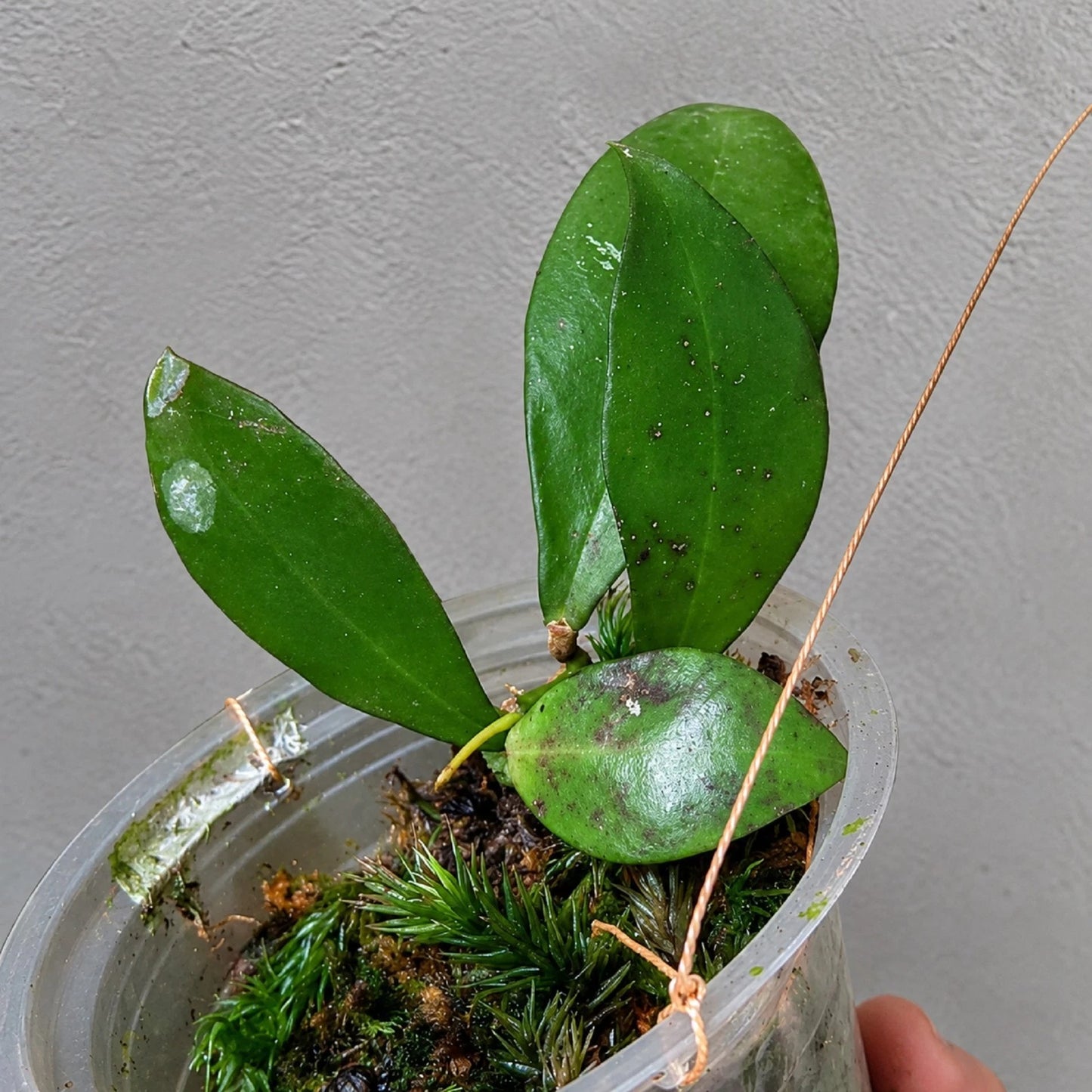 Rare Hoya Kuhlii Live Plant - Premium Rooted Exotic Tropical Collector Wax Plant