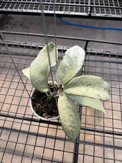 Hoya Emperor Silver AFF Clemensiorum Rare Hoya Plant | Tropical Indoor Wax Plant | Collector Houseplant