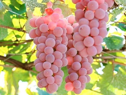 Rare Koshu Grape Seeds (100 pcs) - Authentic Japanese Vitis vinifera Table Grape Vines