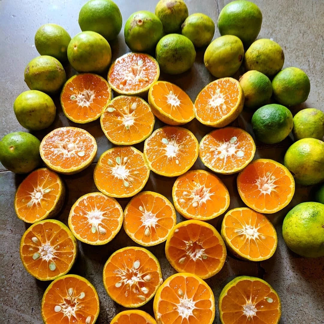 Mandarin Orange Seeds (Citrus reticulata / 1000+ Premium Sweet Mandarin Fruit Tree Seeds) – Premium Botanical Specimen Plant Seeds for Planting