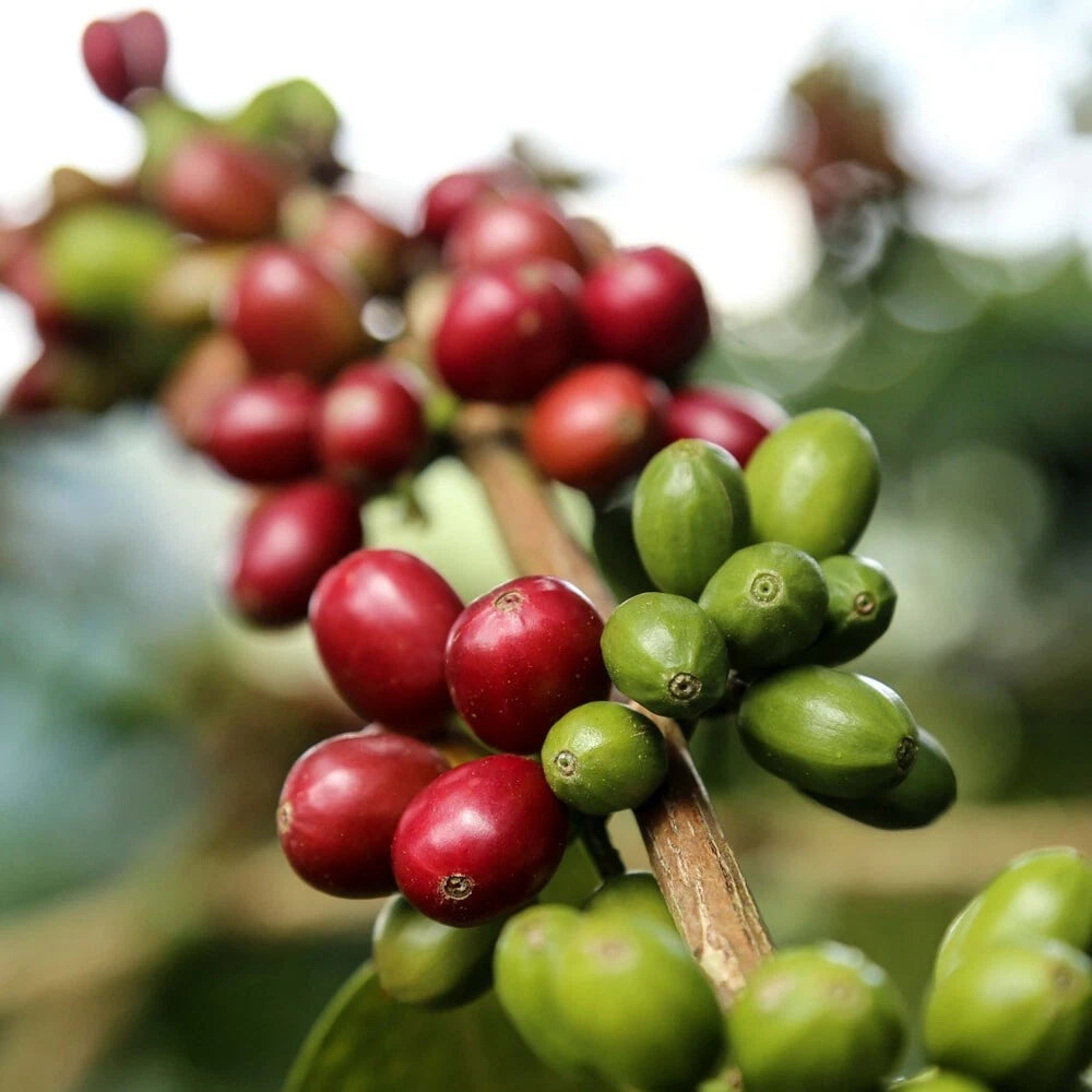 120+ Sidra Red Coffee Seeds (Coffea arabica var. Sidra) – Certified Specialty Heirloom Coffee Bean Crop Seeds for Planting