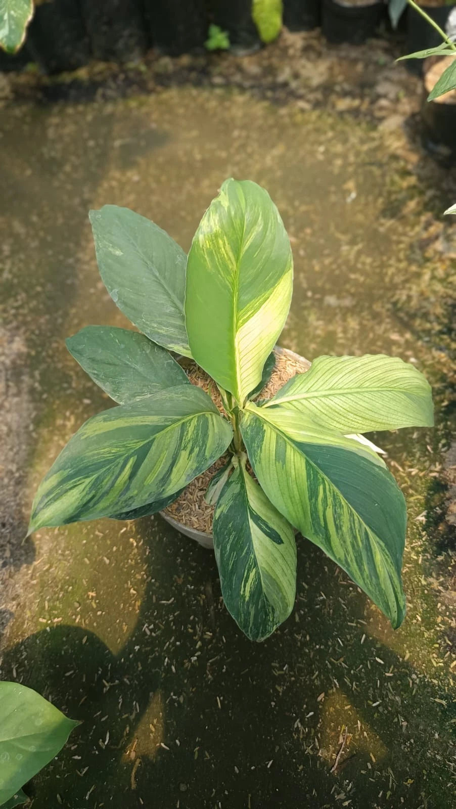 Spathiphyllum 'Sensation' Variegated – Rare Tropical Giant
