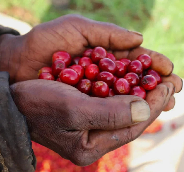 120++ Premium SL28 Coffee Seeds (Coffea arabica var. SL28) – Premium Quality