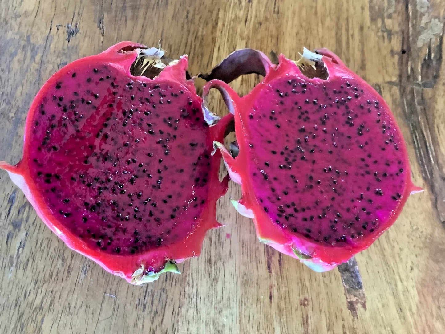 Red Jaina Dragon Fruit Seeds (Hylocereus costaricensis) – 5.000+ Premium Red Pitaya Seeds