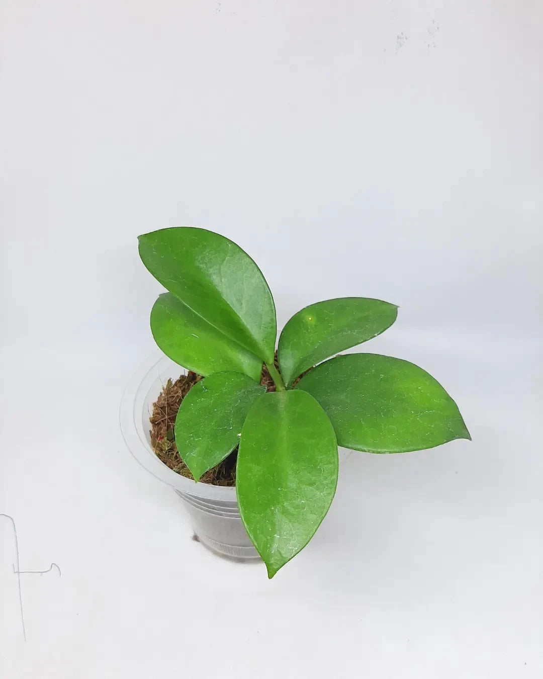 Rare Hoya Bicknellii Live Plant - Exotic Tropical Wax Plant