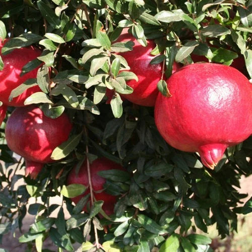 100+ 'Angel Red' Pomegranate Seeds (Punica granatum) – Elite Soft-Seeded Orchard Genetics (Collectors Quality)