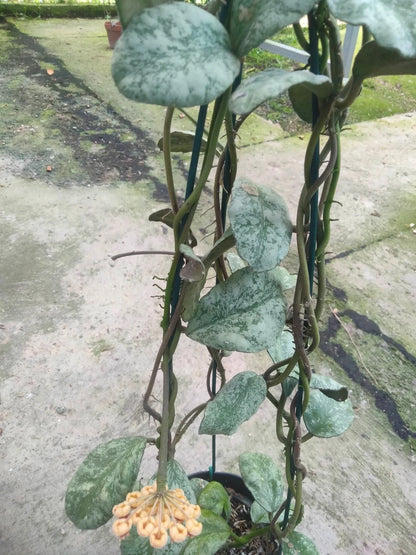 Hoya Waymaniae - Rare & Textured Tropical Wax Plant
