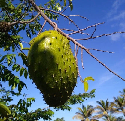 Bulk Brazilian Sweet Soursop Seeds (Annona muricata) – 100+ Premium Fresh Rare Gourmet Low-Acid Sweet Graviola Seeds for Planting