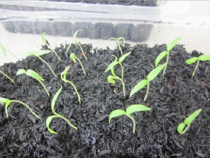 Round Purple Eggplant (Solanum melongena L.) – 1,000+ Premium Seeds