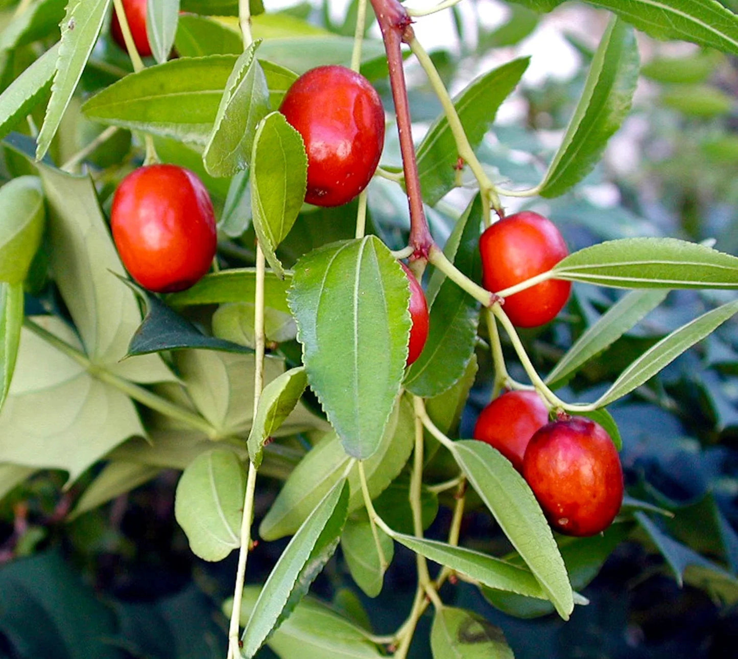 120+ Red Jujube Putsa Apple Seeds (Ziziphus jujuba) – Premium High-Yield Chinese Red Date & Jujuba Fruit Plant Seeds for Planting