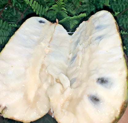 Organic Queen Soursop Seeds 100+ pcs (Annona muricata) – Premium Certified Rare Exotic Tropical Graviola Fruit Tree Plant Seeds for Planting