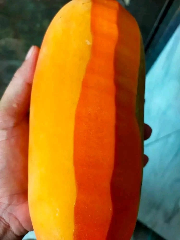 Calina Papaya (Carica papaya L.) – 500+ Premium Fresh Seeds for Planting