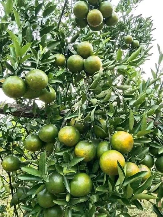 Siam Orange Seeds (Citrus reticulata) – 100+ Premium Sweet Orange Seeds