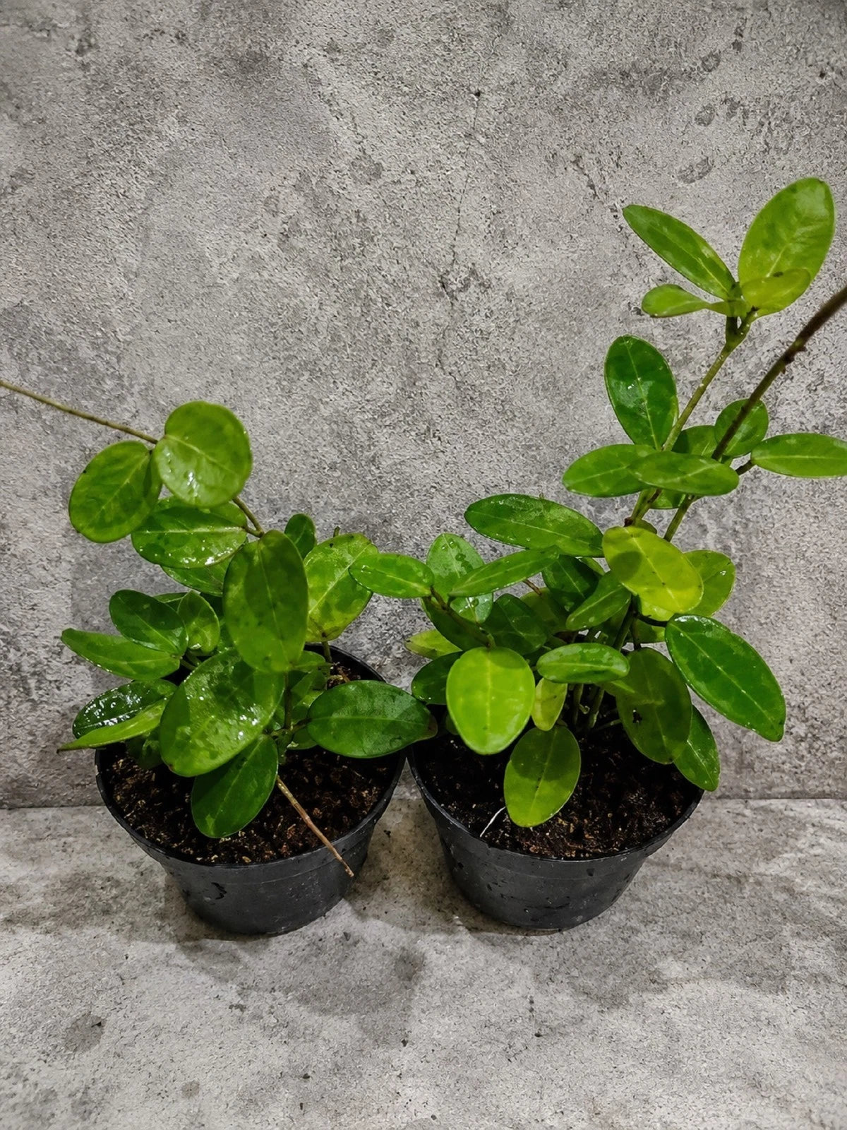 Rare Hoya Elliptica Live Plant - Premium Tropical Wax Plant Easy Care Houseplant
