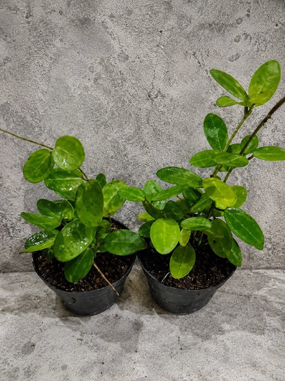 Rare Hoya Elliptica Live Plant - Premium Tropical Wax Plant Easy Care Houseplant