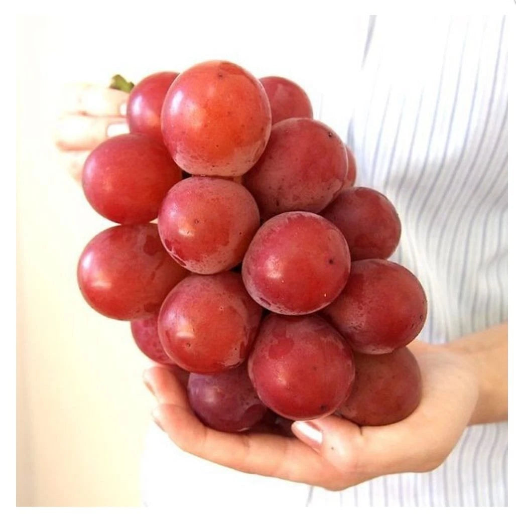 Ruby Roman Grape Seeds (Vitis vinifera 'Ruby Roman') – Premium Certified Luxury Japanese Table Grape Fruit Vine Seeds for Planting